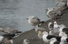 Caspian Gull at Hole Haven Creek (Steve Arlow) (69062 bytes)